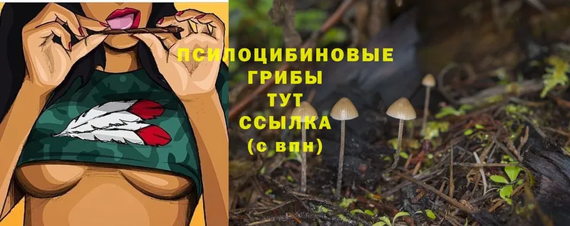 купить наркоту  Кушва  Галлюциногенные грибы Psilocybine cubensis 